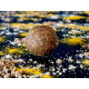 Blast Pearl - Bouillettes carpe haut rendement attractif